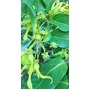 Boutons de fleur Ylang-Ylang sur son arbre