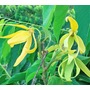 Fleur d'Ylang-Ylang mure