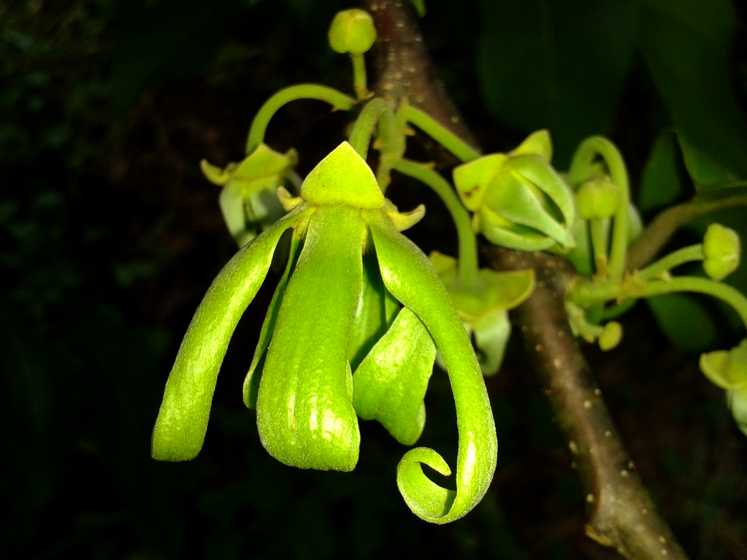 Fleur d’ylang-ylang