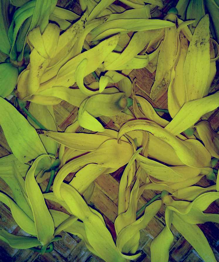 Récolte de la fleure d'ylang-ylang